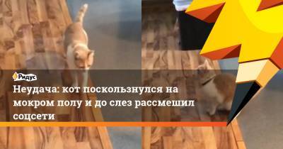 Неудача: кот поскользнулся на мокром полу и до слез рассмешил соцсети - ridus.ru