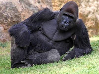 В США у горилл из зоопарка обнаружили COVID-19 - sharij.net - Сша - Атлант