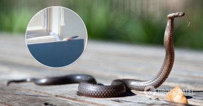 TikTok - ядовитая змея забралась в дом австралийки - видео - obozrevatel.com - Австралия
