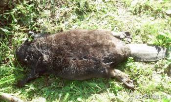От COVID-19 начали массово умирать животные - vologda-poisk.ru - Монголия