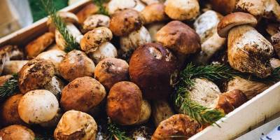 Эксперты рассказали, как не отравиться собранными в лесу грибами - yur-gazeta.ru