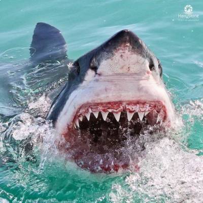 В Австралии атаки акул на людей будут называть «инцидентом взаимодействия» или «негативной встречей» - argumenti.ru - Австралия
