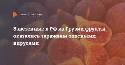 Завезенные в РФ из Грузии фрукты оказались заражены опасными вирусами - ren.tv - Россия - Грузия