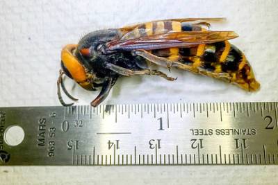 Гигантские шершни-убийцы направились в Великобританию - lenta.ru - Англия