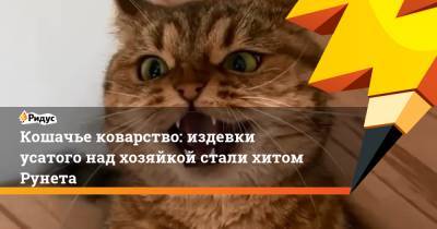 Кошачье коварство: издевки усатого над хозяйкой стали хитом Рунета - ridus.ru