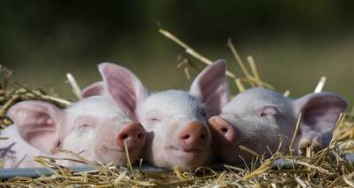Юлия Клекнер - Германии нужна новая стратегия свиноводства, чтобы противостоять низким ценам - produkt.by - Германия