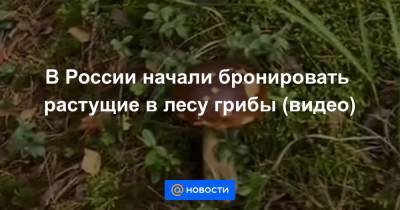 В России начали бронировать растущие в лесу грибы (видео) - news.mail.ru - Россия