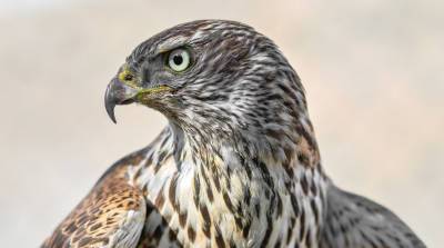 Бравые козел и петух отбили курицу у хищного ястреба (Видео) - belta.by - Белоруссия - Минск - Голландия