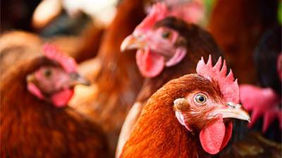 Цены на мясо птицы могут вырасти до 7% до конца года, — эксперты - bin.ua - Украина