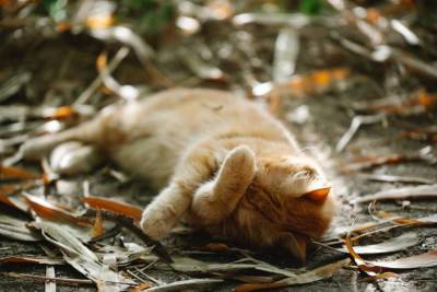 Какими болезнями кошки обычно болеют осенью? - skuke.net