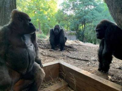 13 горилл заразились коронавирусом в американском зоопарке - skuke.net - штат Джорджия - штат Айова