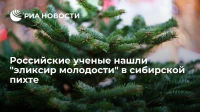 Российские ученые доказали, что сибирская пихта может увеличить продолжительность жизни - ria.ru - Россия - Москва