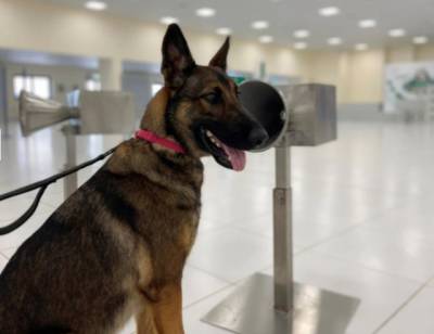 В аэропортах ОАЭ собаки успешно тестируют людей на COVID-19 - enovosty.com - Эмираты - Covid