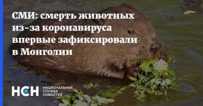 Адиясурен Тувшинбаяр - СМИ: смерть животных из-за коронавируса впервые зафиксировали в Монголии - nsn.fm - Монголия