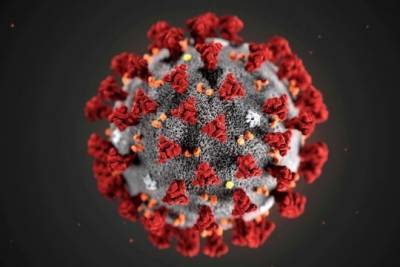 Telegraph: ученые КНР планировали заразить летучих мышей коронавирусами еще до пандемии - interaffairs.ru - Китай - Ухань
