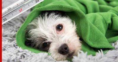 Парагрипп и коронавирус: может ли собака простудиться - profile.ru