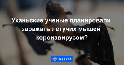 Уханьские ученые планировали заражать летучих мышей коронавирусом? - news.mail.ru