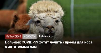 Больных COVID-19 хотят лечить спреем для носа с антителами лам - kubnews.ru