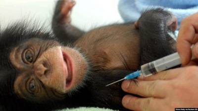 В США начали вакцинировать от коронавируса животных в зоопарках - eadaily.com - Сша