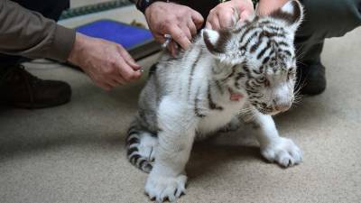 В зоопарках Новой Англии началась вакцинация животных от COVID-19 - iz.ru - Сша - Англия - Израиль