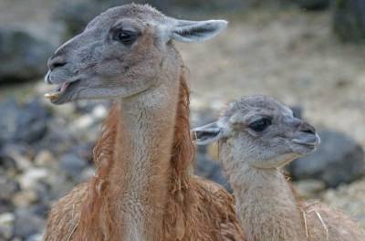 Британские вирусологи: Антитела ламы могут помочь в борьбе с COVID-19 - actualnews.org
