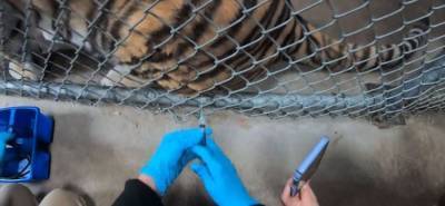 В зоопарках США начали прививать животных, восприимчивых к коронавирусу - runews24.ru - Сша - Англия - Пресс-Служба