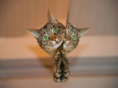 «Похоже, у него побочка от ковидной вакцины»: пользователи Сети превратили в мем снимок очередного котика (фото) - rosbalt.ru