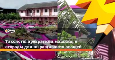 Таксисты превратили машины в огороды для выращивания овощей - ridus.ru - Таиланд
