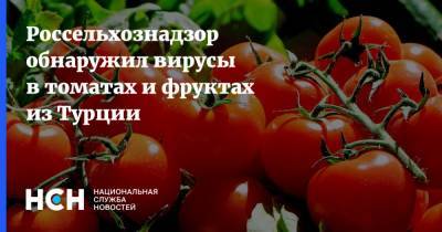 Россельхознадзор обнаружил вирусы в томатах и фруктах из Турции - nsn.fm - Россия - Турция