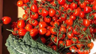В турецких помидорах обнаружили вирус коричневой морщинистости - newdaynews.ru - Россия - Турция