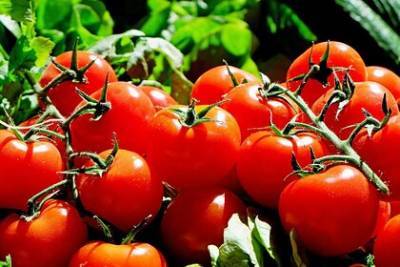 Россия предупредила Турцию о проблемах с помидорами - lenta.ru - Россия - Турция