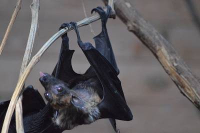Похожий на SARS-CoV-2 вирус обнаружили у летучих мышей в пещерах Лаоса - inforeactor.ru - Франция - Лаос