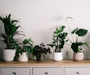 Вакцины будут доставлять в организм с помощью растений - goodnews.ua