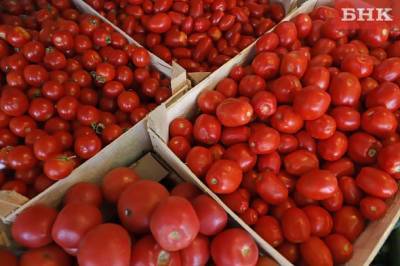 В турецких помидорах нашли обнаружили вирусное заболевание - bnkomi.ru - Россия - Турция