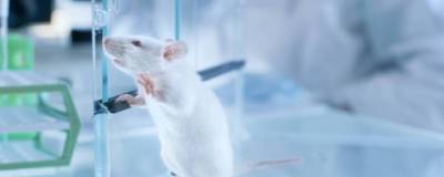 Новосибирские ученые не смогли заразить COVID-19 подопытных мышей - runews24.ru - Россия - Новосибирск