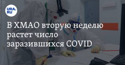 В ХМАО вторую неделю растет число заразившихся COVID - ura.news - округ Югра