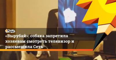 «Вырубай»: собака запретила хозяевам смотреть телевизор и рассмешила Сеть - ridus.ru