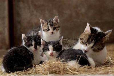 Медики: Кошки могут подхватить COVID-19 от хозяина - actualnews.org