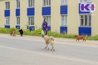 За восемь месяцев от укусов собак пострадали пострадали 1207 жителей Коми - komiinform.ru - республика Коми