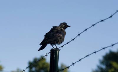 Iltalehti: финны строят таинственное заграждение между Эстонией и РФ - geo-politica.info - Россия - Эстония