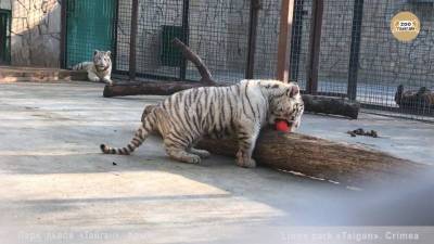 В Тайгане произошло ЧП: тигр напал на ребенка и откусил ему палец - yur-gazeta.ru - республика Крым