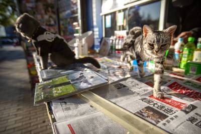Власти Китая усыпили домашних кошек с положительным результатом на COVID-19 - lenta.ru - Китай - Харбин