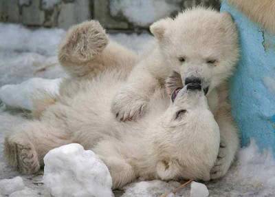 Белых медведей из новосибирского зоопарка планируют передать в другой зверинец - runews24.ru - Новосибирск