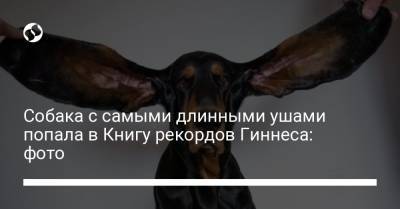 Собака с самыми длинными ушами попала в Книгу рекордов Гиннеса: фото - liga.net - Украина - Сша - штат Орегон - штат Огайо