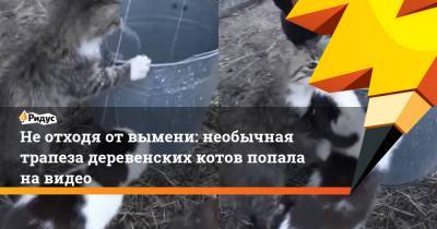 Не отходя от вымени: необычная трапеза деревенских котов попала на видео - ridus.ru