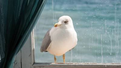 В Крыму зафиксирована массовая гибель птиц - newdaynews.ru - республика Крым