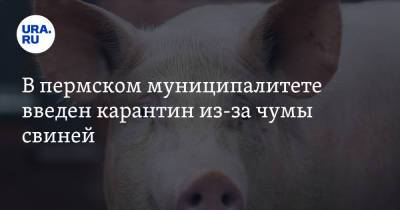 В пермском муниципалитете введен карантин из-за чумы свиней - ura.news - Пермь - Пермский край