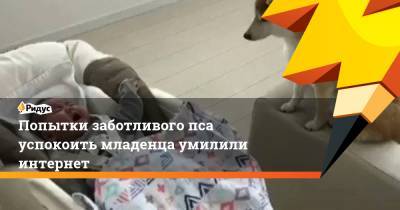 Попытки заботливого пса успокоить младенца умилили интернет - ridus.ru