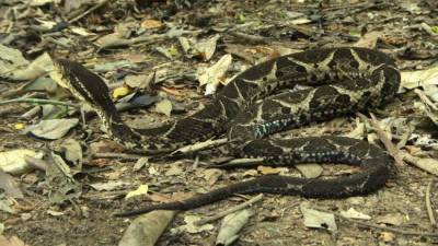 В Бразилии нашли змею, яд которой препятствует коронавирусу - eadaily.com - Бразилия