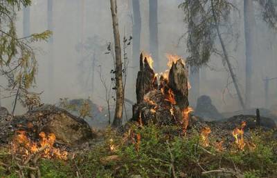В МЧС Башкирии рассказали об уменьшении в два раза площади лесных пожаров в регионе - argumenti.ru - республика Башкирия